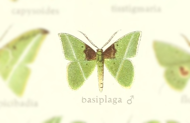 Tachyphyle basiplaga