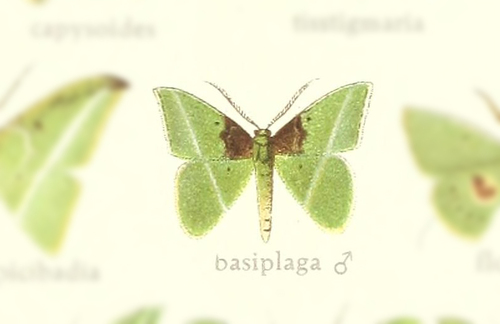Tachyphyle basiplaga