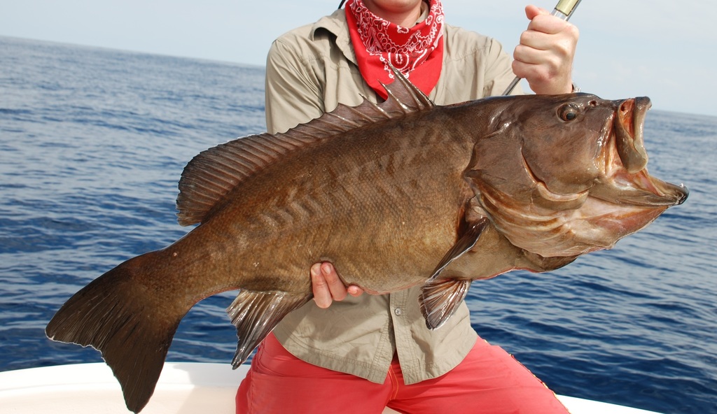 Olive grouper (Epinephelus cifuentesi) — Serranidae