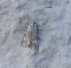 Melipotis jucunda