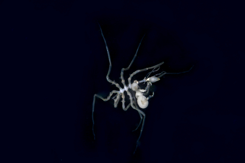 Ascorhynchus longicollis