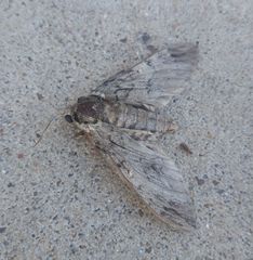 Ceratomia undulosa