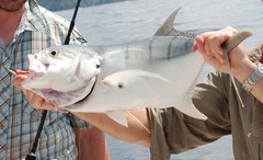 Caranx caninus