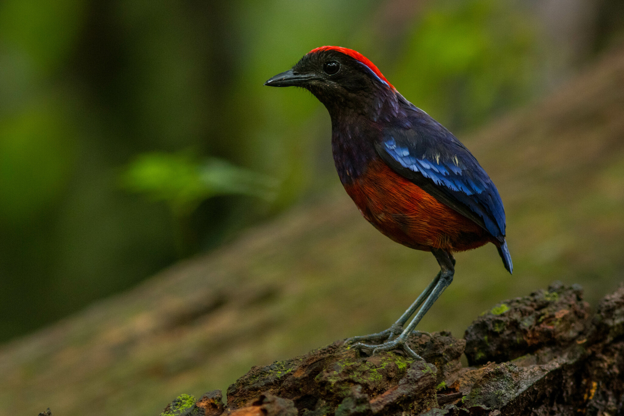Garnet Pitta illustration