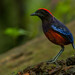 Erythropitta granatina - Photo (c) Sila Viriyautsahakul, algunos derechos reservados (CC BY-NC), subido por Sila Viriyautsahakul