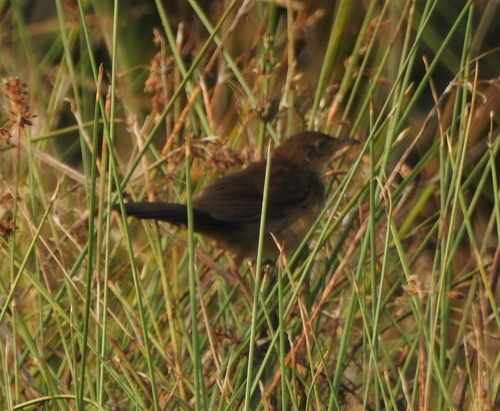 Broad-tailed Grassbird (Schoenicola platyurus), photo 6