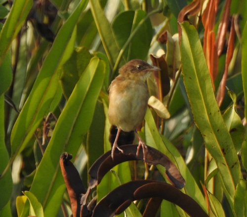 Broad-tailed Grassbird (Schoenicola platyurus), photo 8