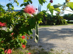 Calliandra tergemina