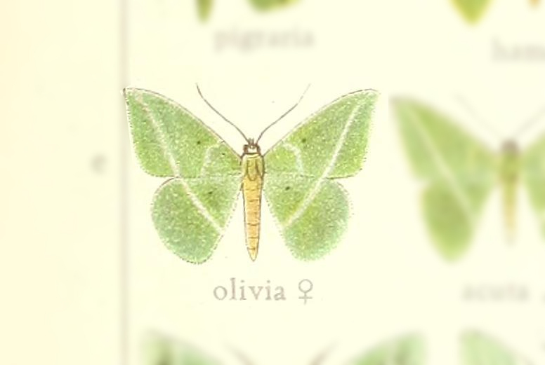 Tachyphyle olivia