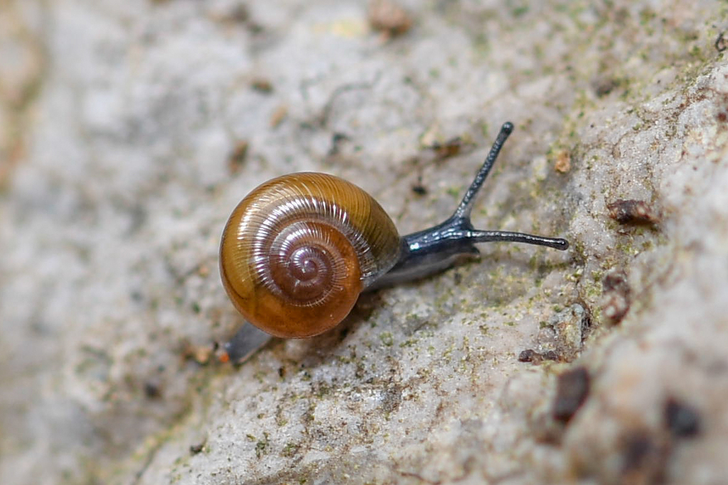 Gastrodontidae