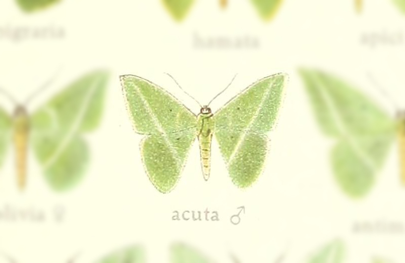 Tachyphyle acuta