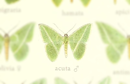 Tachyphyle acuta
