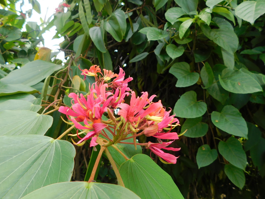 Bauhinia rubeleruziana