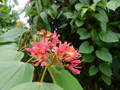 Bauhinia rubeleruziana