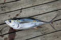 Thunnus albacares