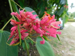 Bauhinia rubeleruziana