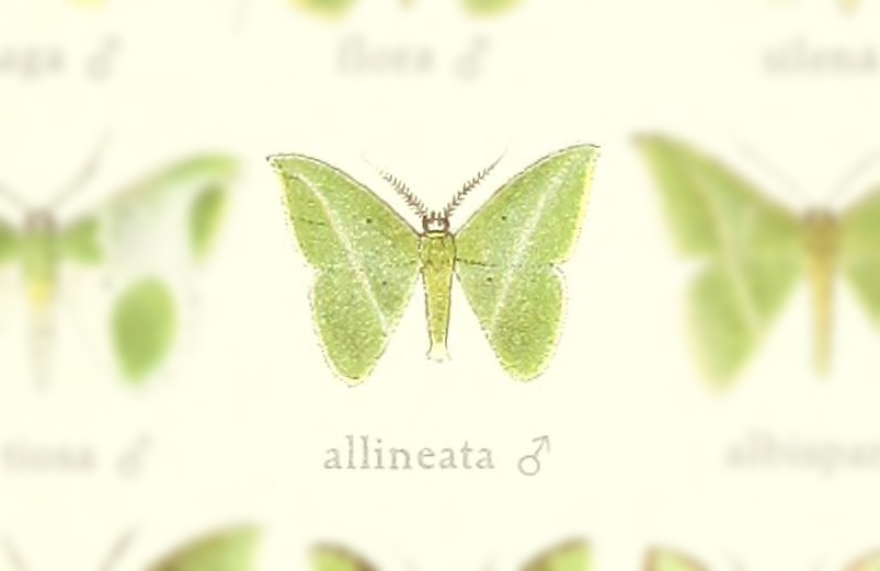 Tachyphyle allineata