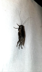 Gryllus texensis