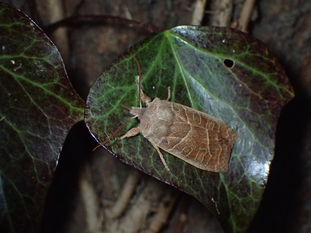 糖蜜に飛来したウスミミモンキリガ