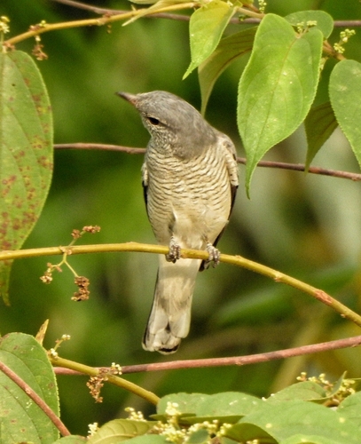 Black-headed Cuckooshrike (Lalage melanoptera), photo 5