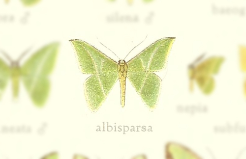 Tachyphyle albisparsa