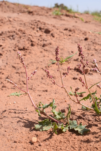 Tangier Dock (Rumex tingitanus)