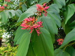Bauhinia rubeleruziana