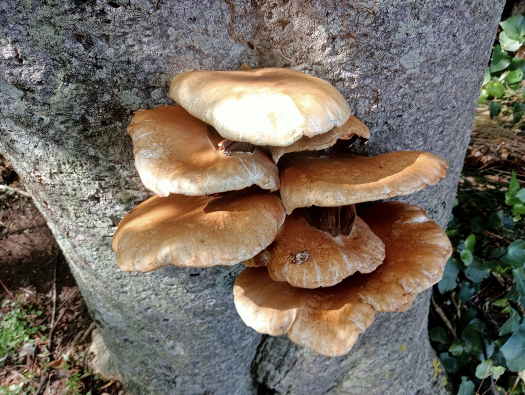 Cyclocybe parasitica from Akaroa, New Zealand on March 18, 2023 at 04: ...