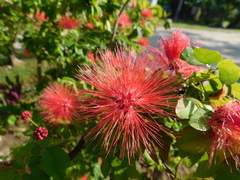 Calliandra tergemina