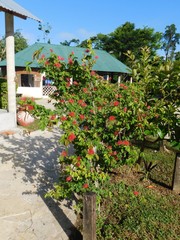 Calliandra tergemina