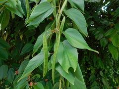 Bauhinia rubeleruziana