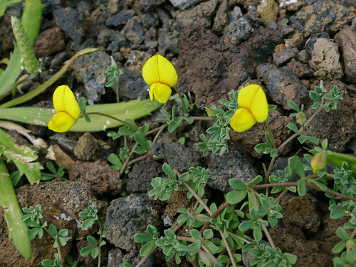 Lotus tenellus image