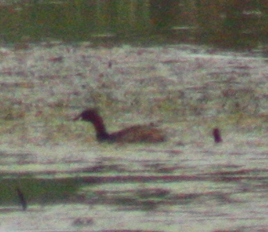 Tachybaptus ruficollis
