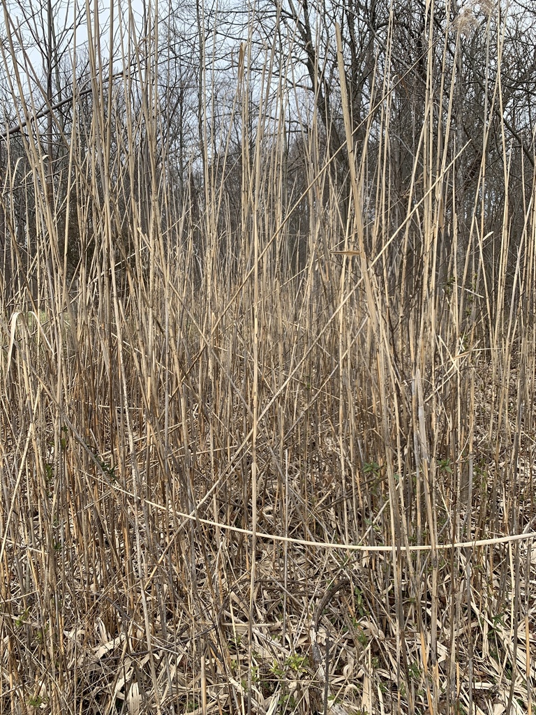 Common Reeds from Wolfe's Pond Park, New York, NY, US on March 17, 2023 ...
