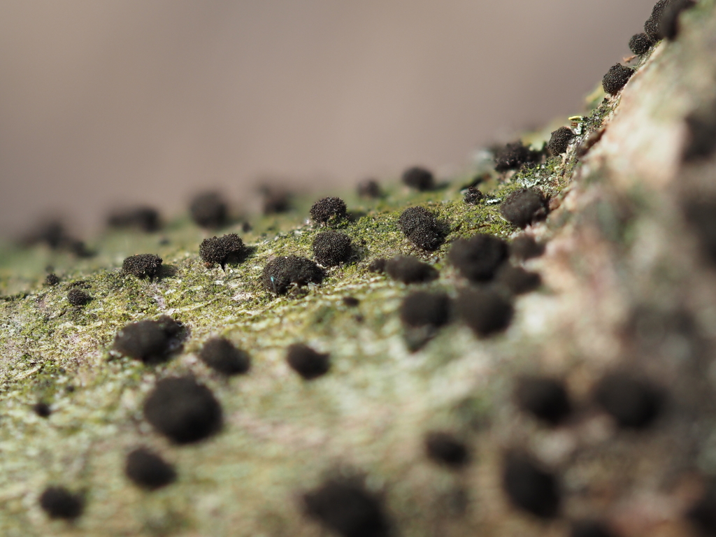 Corynesporascaceae