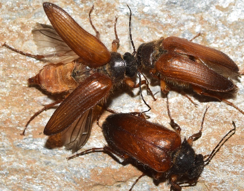 Cebrio falukei