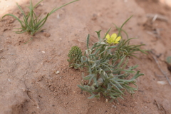 Ceratocephala falcata image