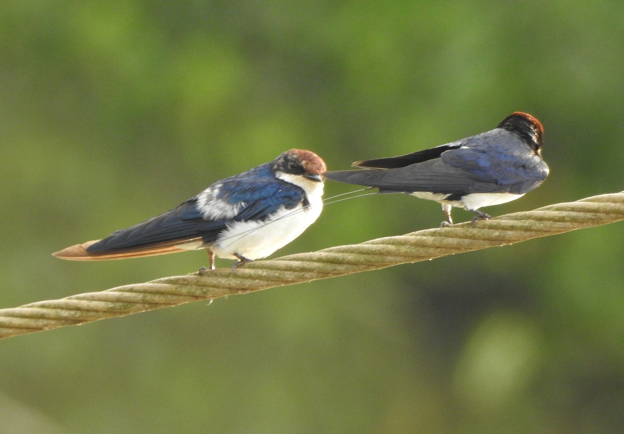 Wire-tailed Swallow