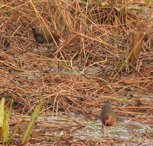 Ruddy-breasted Crake (Zapornia fusca), photo 8
