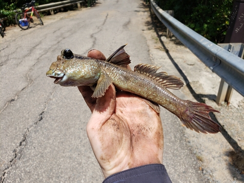 Giant mudskipper (Periophthalmodon schlosseri) — Gobiidae — 2