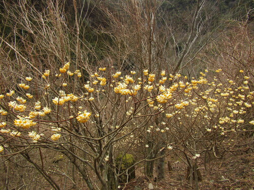 Image of Edgeworthia chrysantha by (c) Samuele Papeschi, some rights reserved (CC BY)