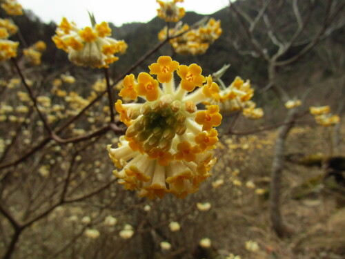 Edgeworthia chrysantha