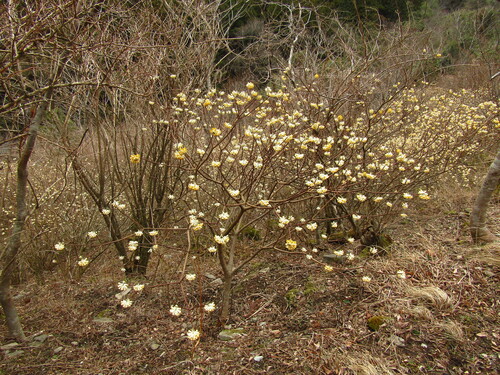 Image of Edgeworthia chrysantha by (c) Samuele Papeschi, some rights reserved (CC BY)