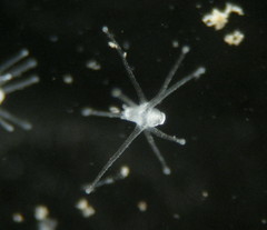 Ectopleura crocea