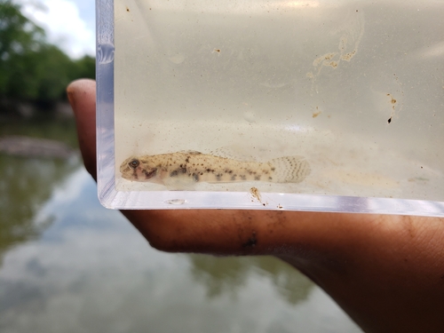 Java goby (Pseudogobius javanicus) — Gobiidae — 5