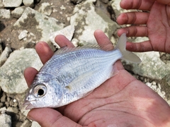 Banded Silverbiddy photo 3