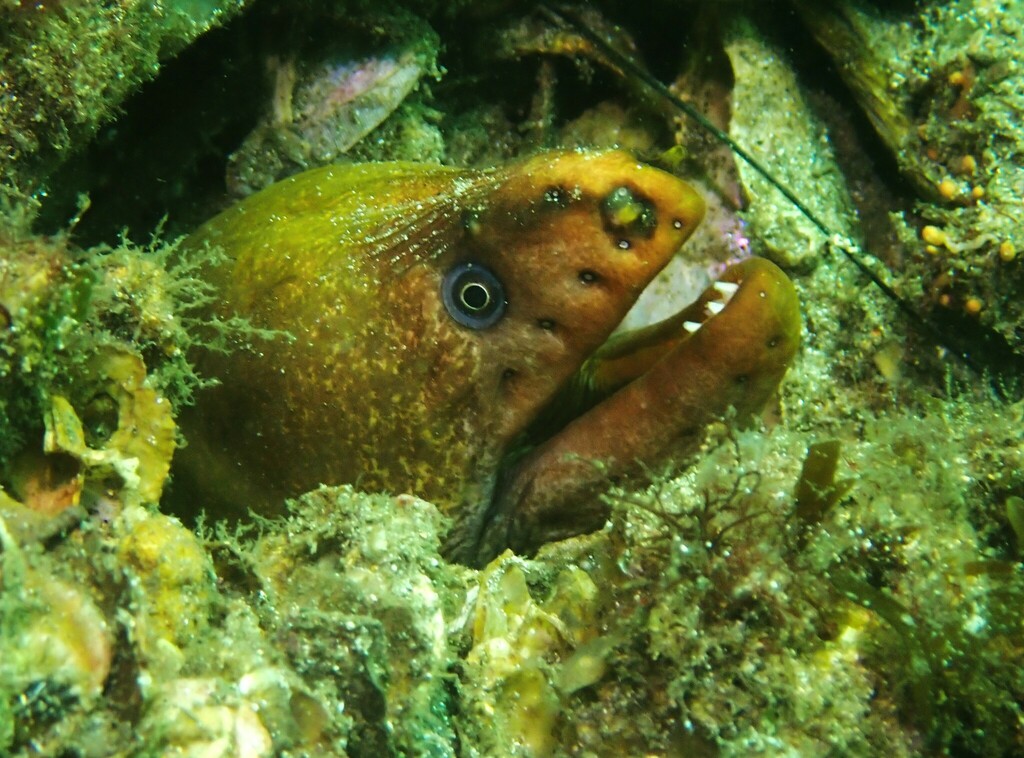 Australian Green Moray from Sydney NSW, Australia on February 20, 2023 ...