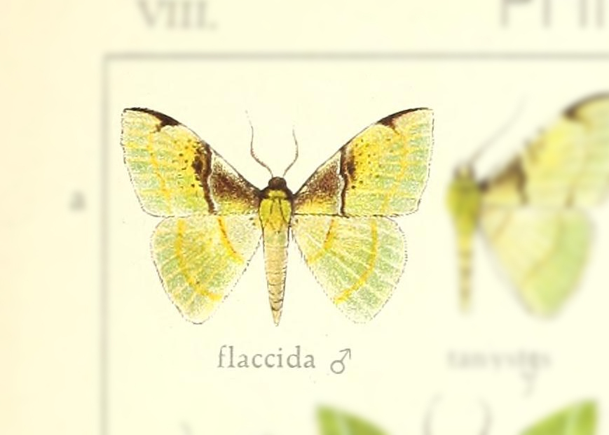 Lindachlora flaccida