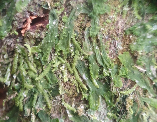 Image of Metzgeria crassipilis by no rights reserved