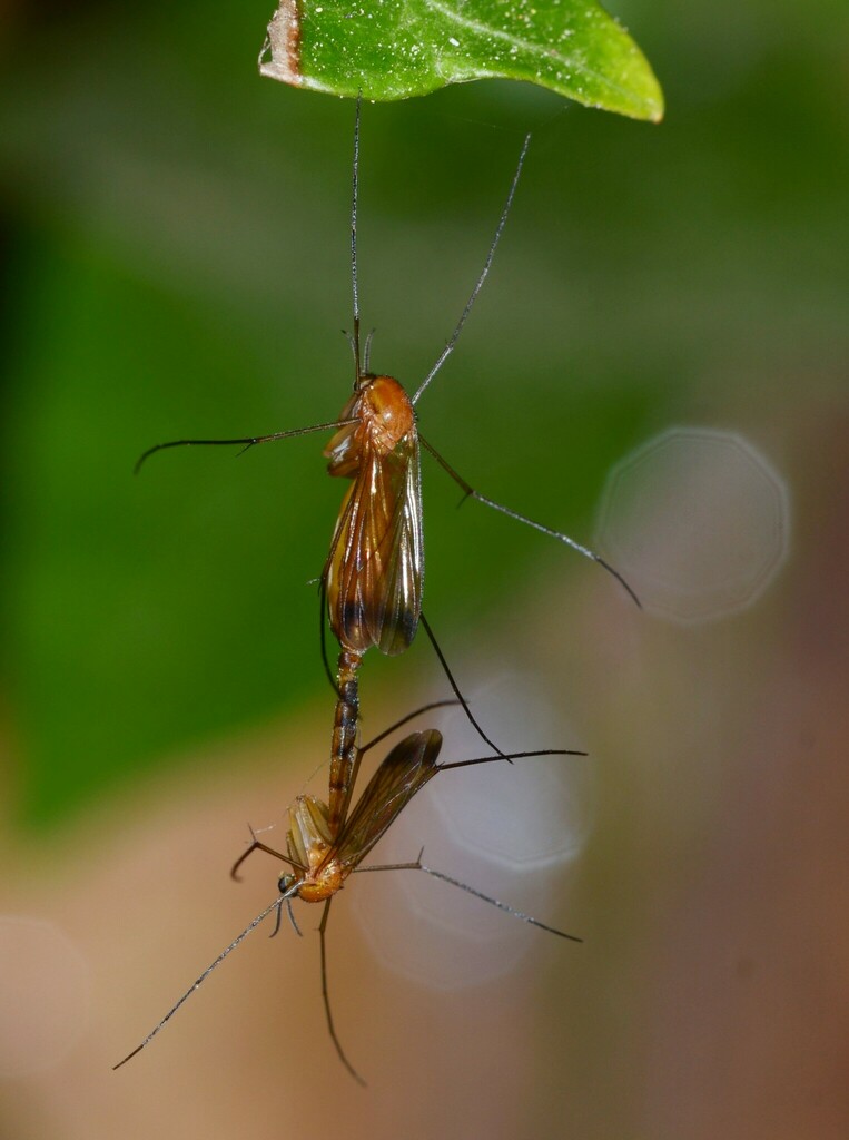 Orfelia fasciata
